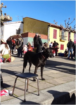 Fotografa de un perro en Cabranes