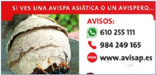 Datos para avisar si vemos nidos o avispas asiaticas