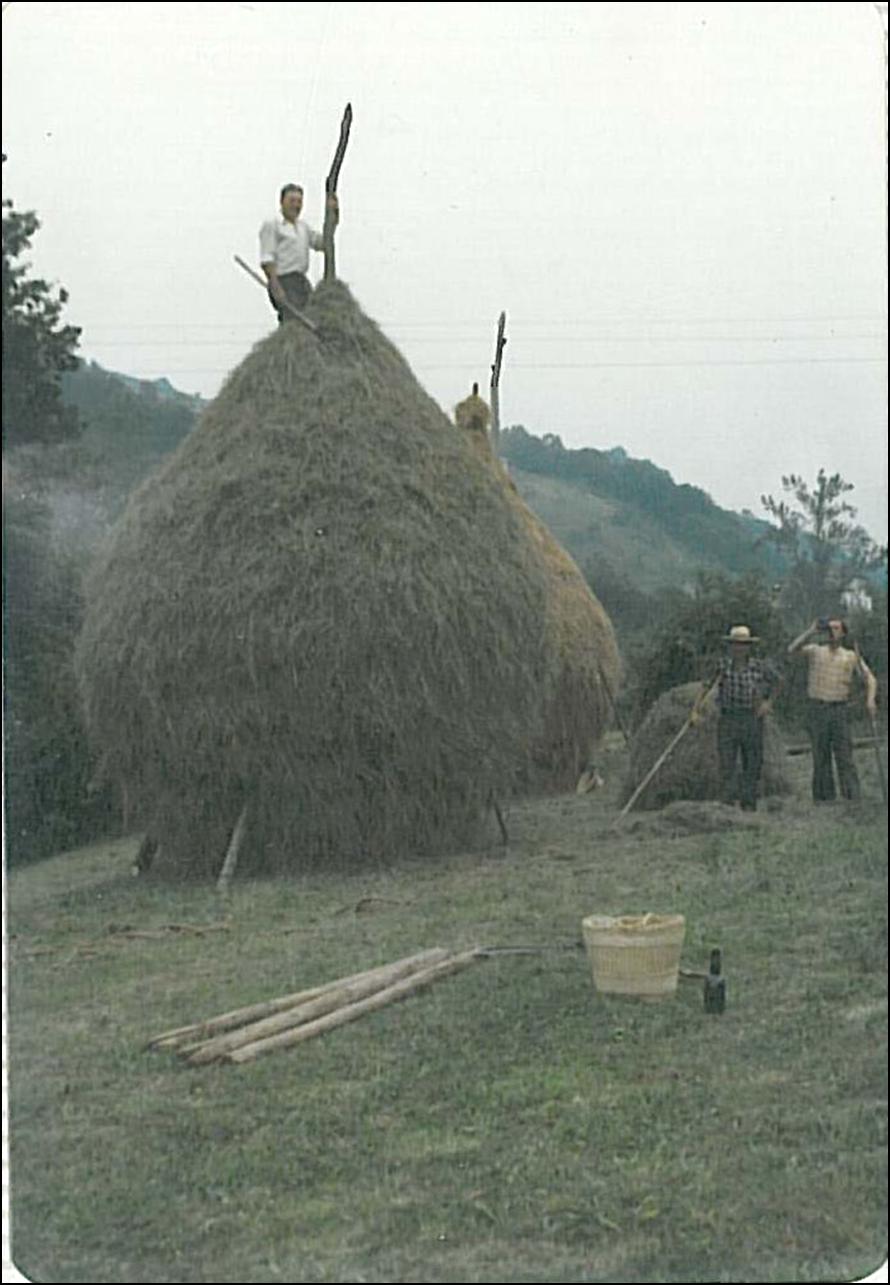 Adolfo Surez Corrales (experto agricultor ya fallecido, de Casa del Ro) rematando una facina, perfectamente pontoneada, al lado de otra ya hecha y junto a un balagar, con Jos Antonio Corripio Snchez (de sombrero) y Rubn Garca Arango (al tragun de s