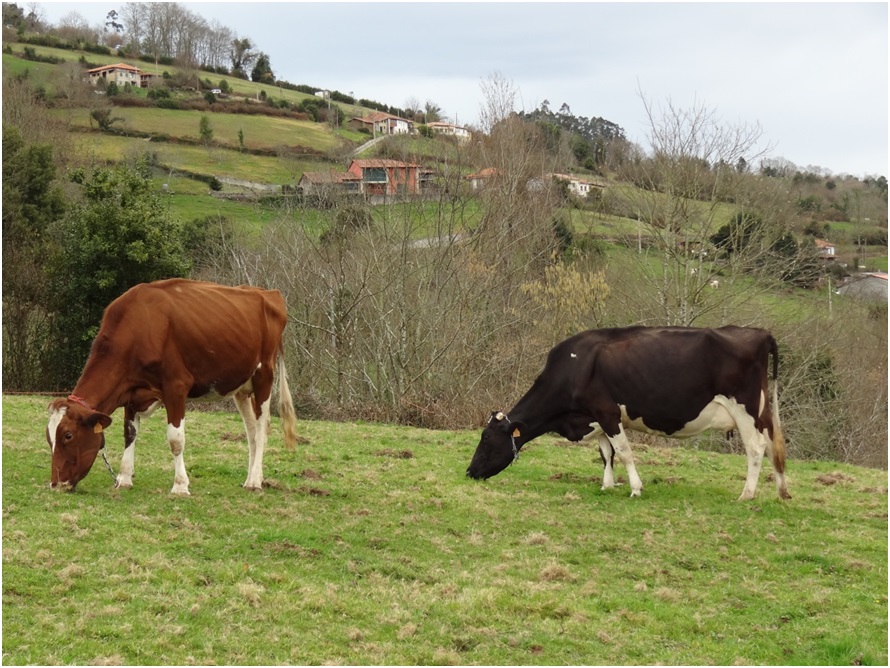 Zona de Bospoln, una de las susceptibles de exencin./ Foto: EL ECO.
