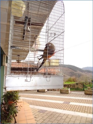 El loro de Nieves y Oscar, en su jaula y con su campana. Al fondo, el Picu Incs. / EL ECO