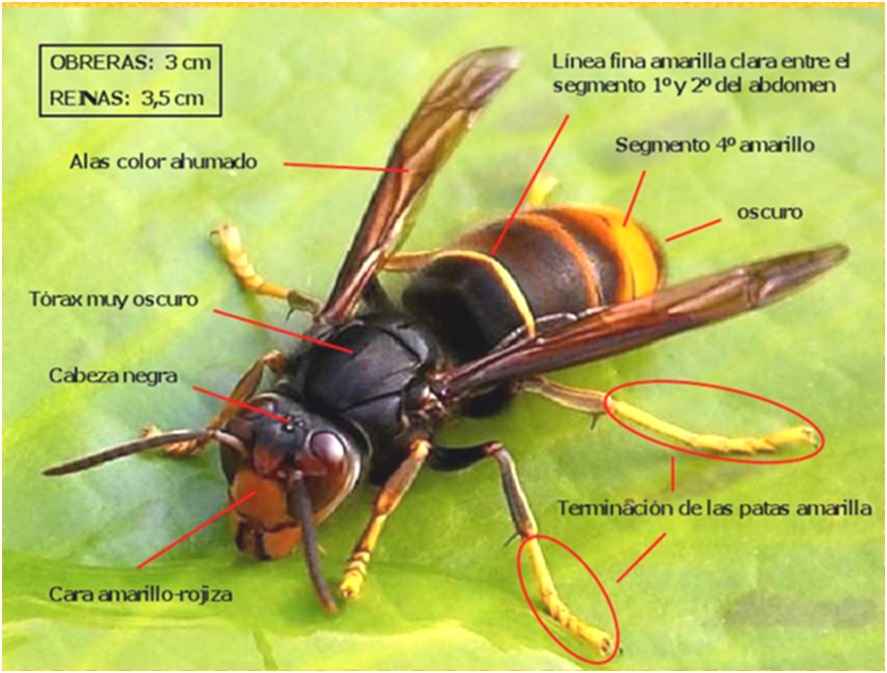 Caractersticas del avispn asitico.