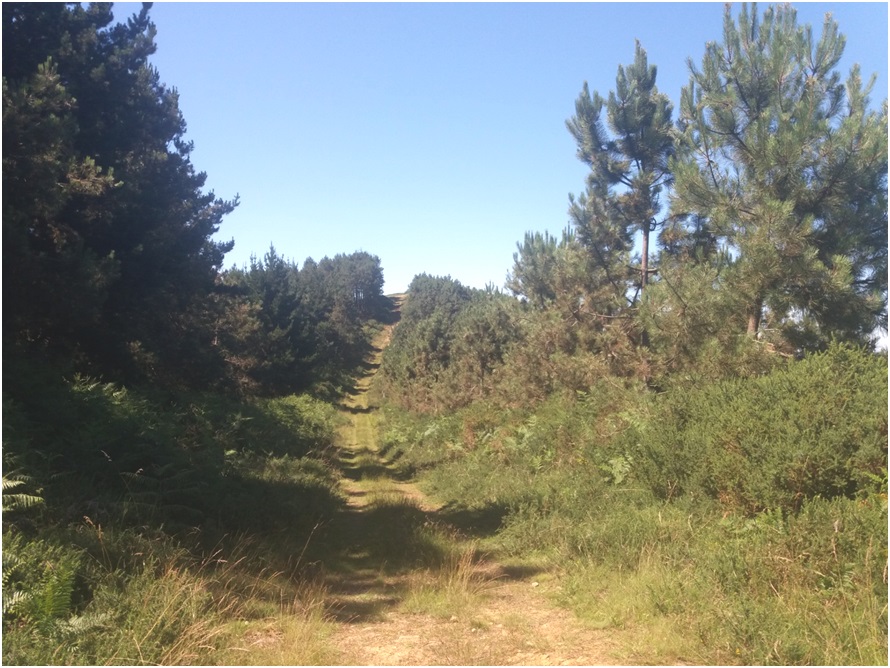 Zona de pista y cortafuego.