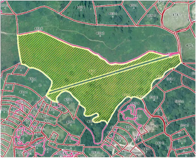 Parte del rea reforestada. La parcela superior al rayado tambin se plant.