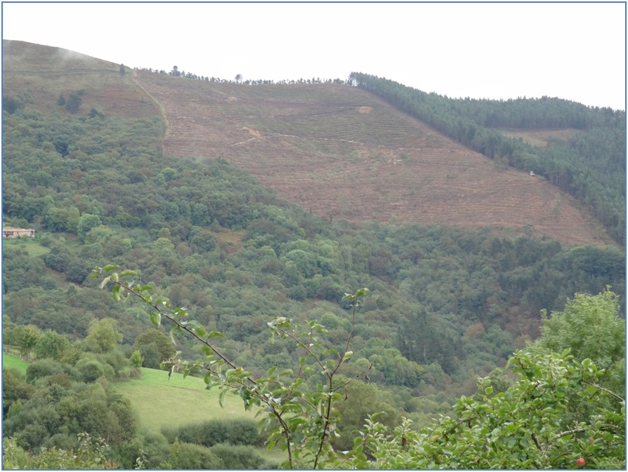 Aspecto ms detallado de la ltima tala, en foto captada el 13 de octubre desde el cruce de acceso a Peella, con una mquina excavadora an trabajando./ EL ECO