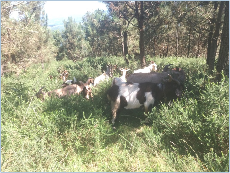 Las cabras, dndose el primer festn.