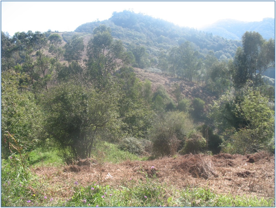 Otra panormica de la zona sobre la que se actu