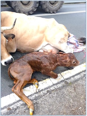 Otra imagen de la vaca y su cra