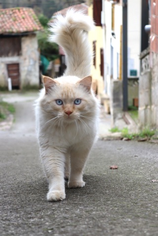 �Don Gato�, t�tulo elegido por Patricia Blanco Gonz�lez para esta foto de la que es autora y que present� al Concurso