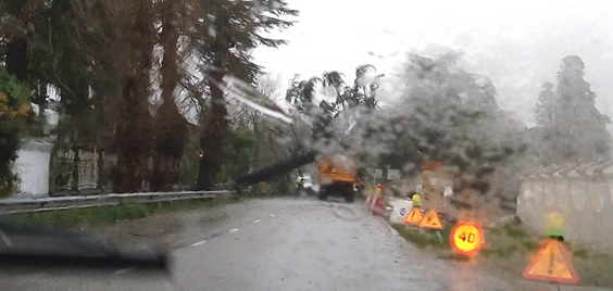 Cada de un pino en Les Baragaes (Villaviciosa) a causa del mal tiempo propiciado por la borrasca Barra