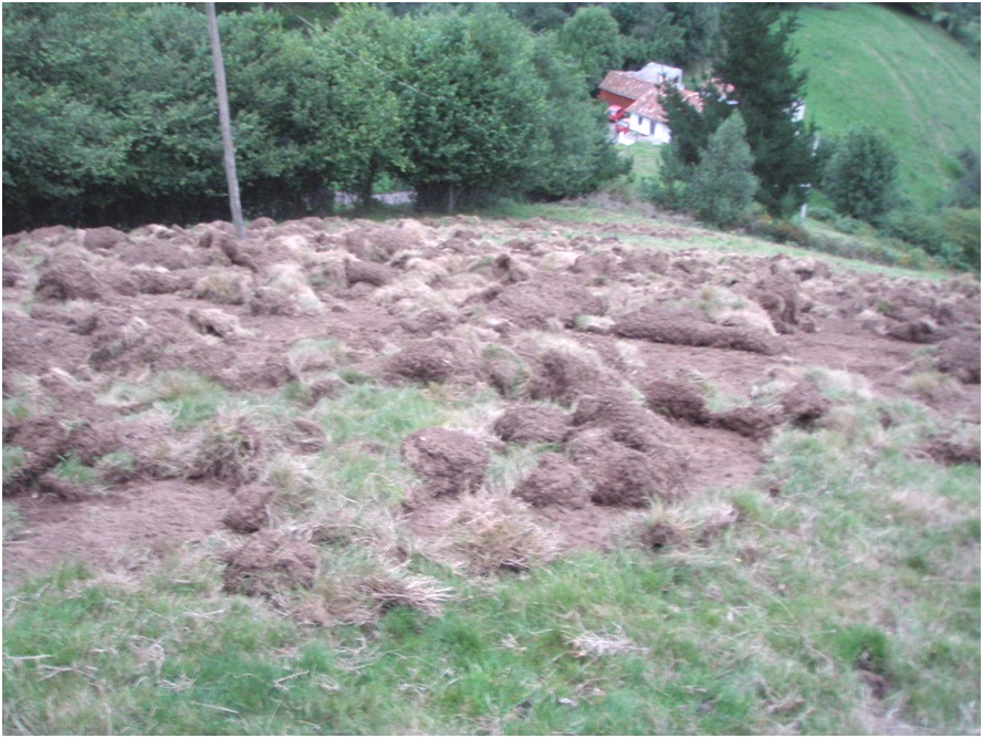 Daos del jabal en una finca en El Barbechu