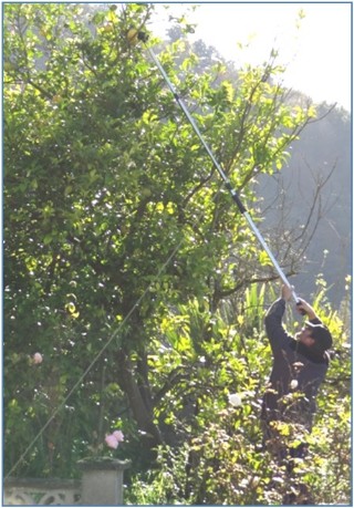 Un vecino cogiendo limones de gran tamao, el 13 de noviembre, en Madiedo (aunque la gran zona de ellos es Niao, La Podada y Castiello). / EL ECO