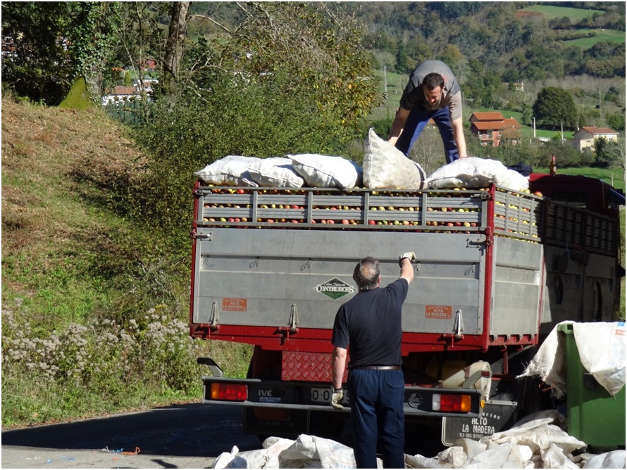 Un operario da instrucciones para la colocacin de los sacos de manzana