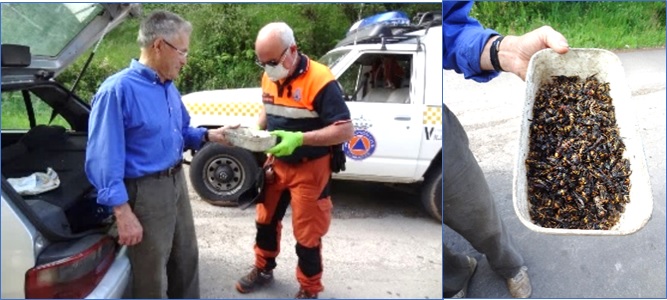 Antonio Parrado enseando las avispas asiaticas capturadas a Julian (Miembro de Proteccin Civil)