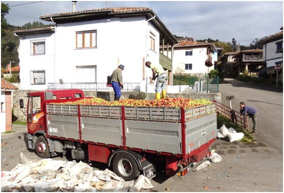 Recogida de manzana, en la plaza de las Danzas de Madiedo. / Foto:  EL ECO