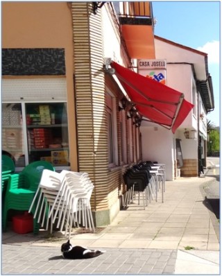 La gatita Sole tomando el sol, sin pensar en el coronavirus