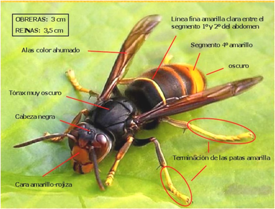 Características del avispón asiático.