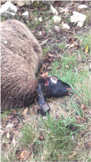 Imagen de una de las ovejas halladas muertas en El Carbazal. En la otra foto, lugar del ataque