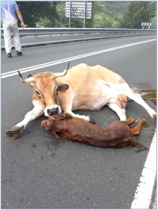 Imagen de la vaca en la carretera durante el parto