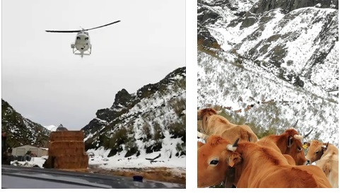 ; en esta página, el helicóptero en vuelo y parte de vacas, esperando. Facilitadas por Joaquín Fanjul Cocaña, con la colaboración de David Sánchez Suárez.