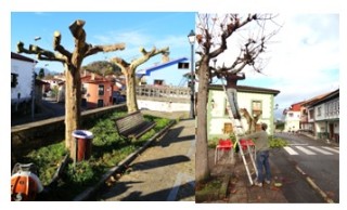 Poda de árboles en el paseo de La Prazuela en Torazo y en la Plaza del Emigrante en Santa Eulalia