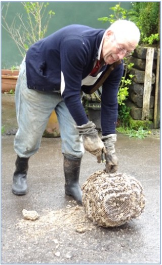 Julio Miyar enseñando un nido de velutina reseco